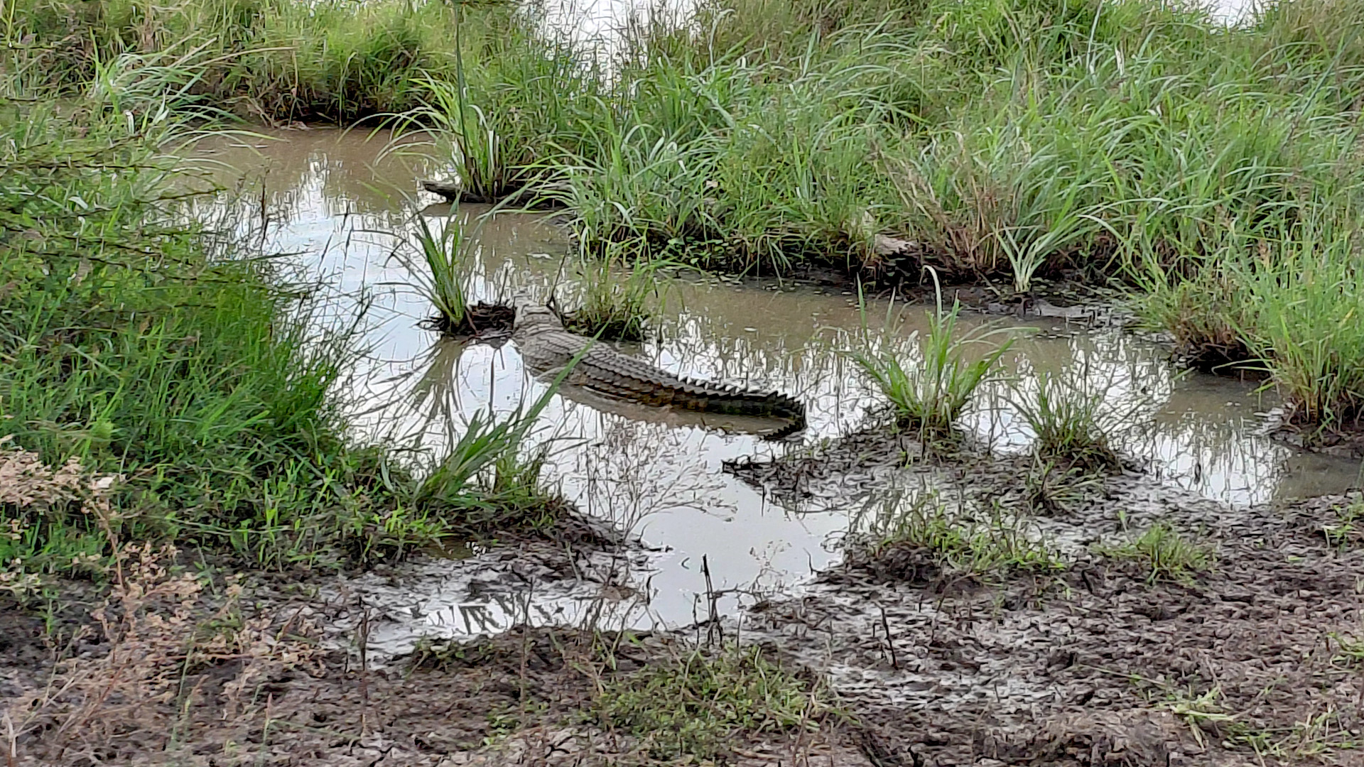 Ein Krokodil im Sumpfgrass versteckt.
