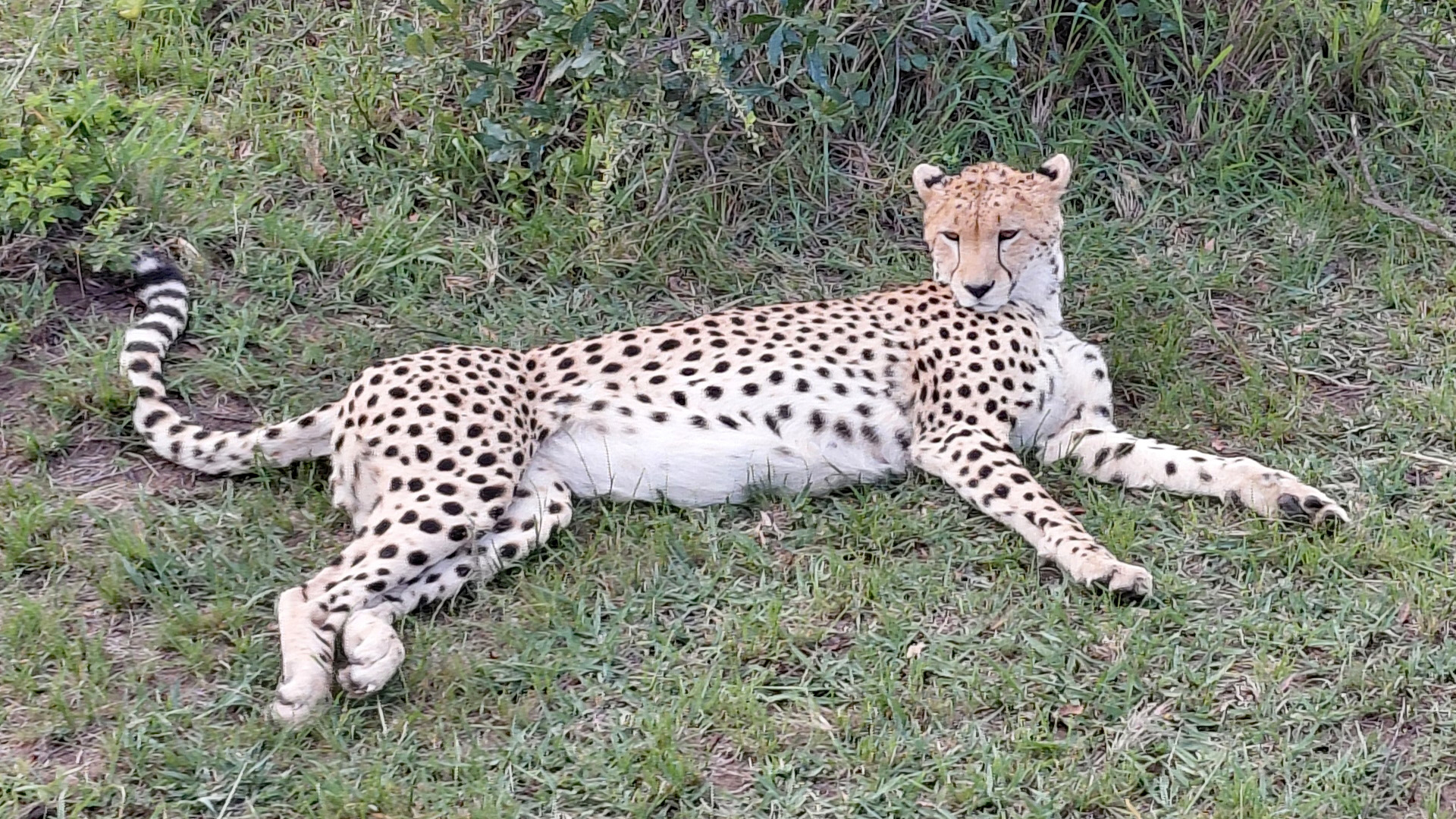 Gepard Cheetah liegt im Gras.