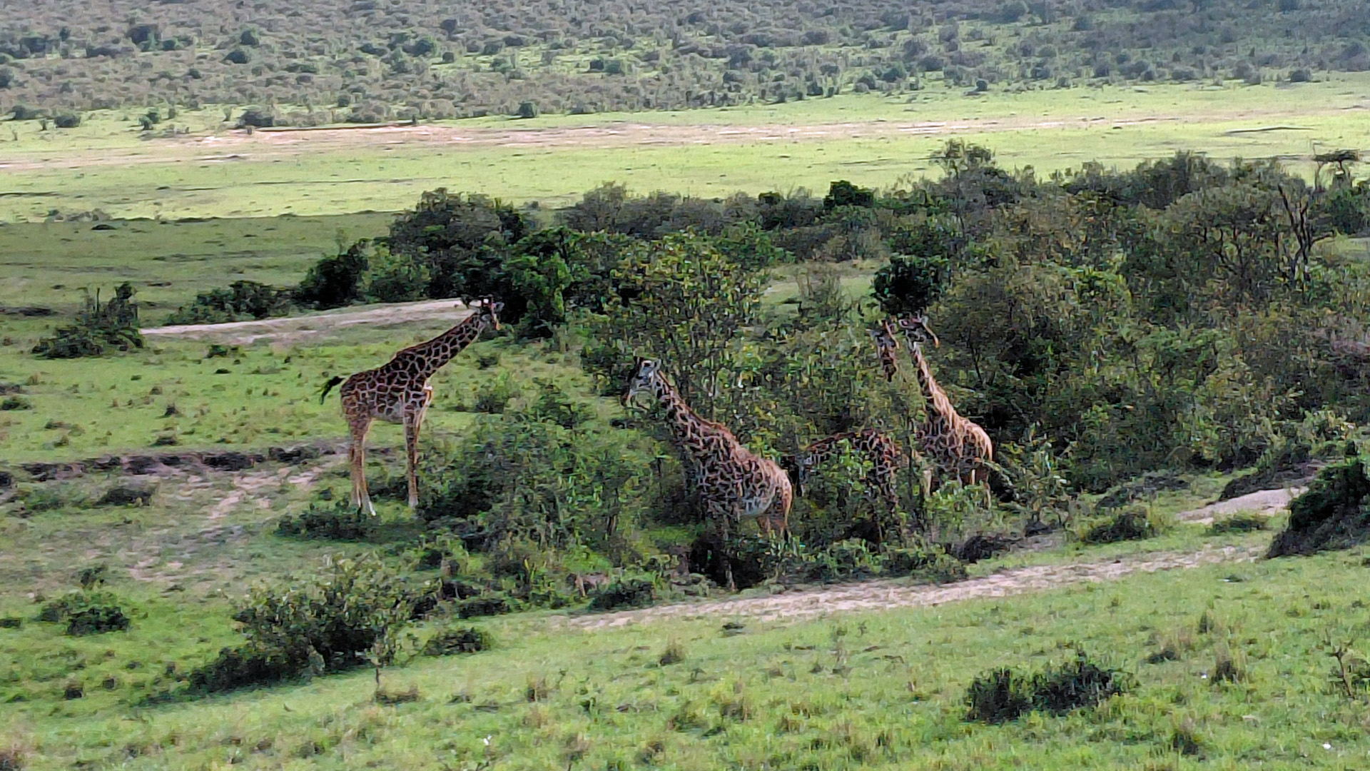 Vier Giraffen neben ähnlich hohen Bäumen.