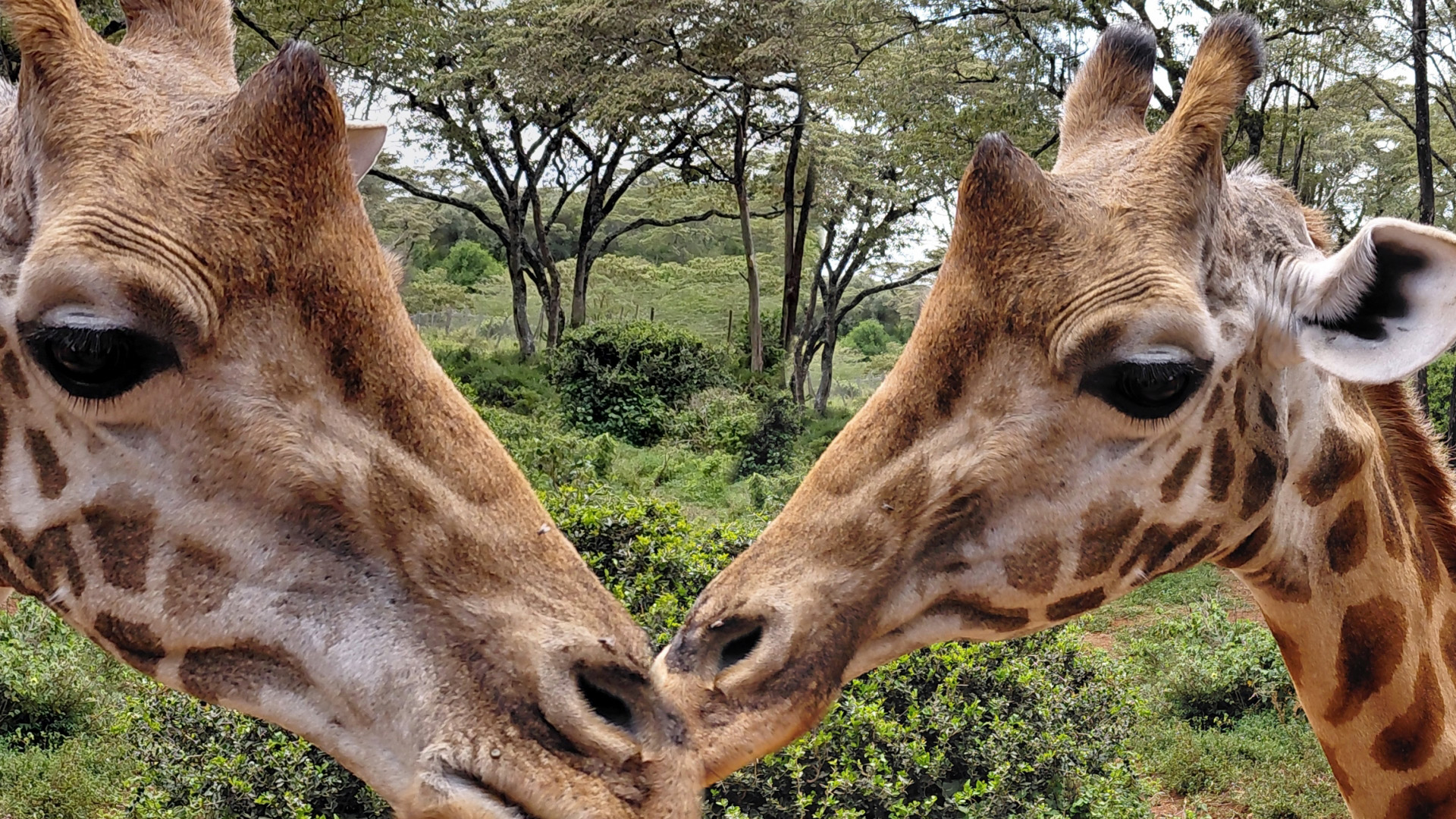 Zwei Giraffenköpfe, die sich zu küssen scheinen.