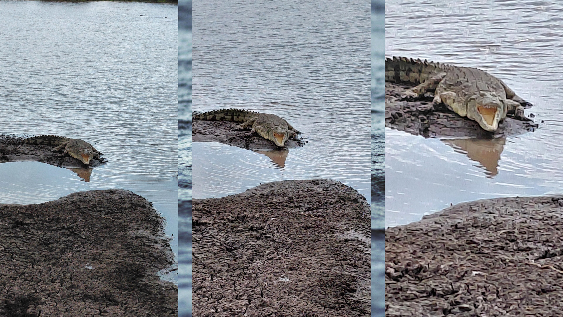 Ein Krokodil dreifach dargestellt. Von klein nach groß.