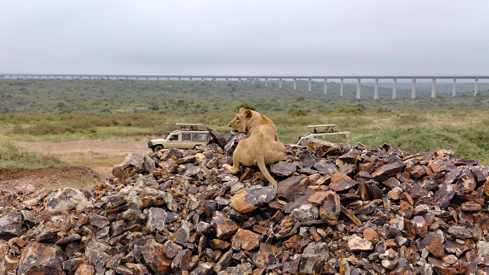 Löwin auf Steinhaufen im Nairobi National Park