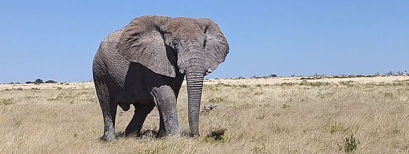 Elefantenbulle im Etosha Nationalpark