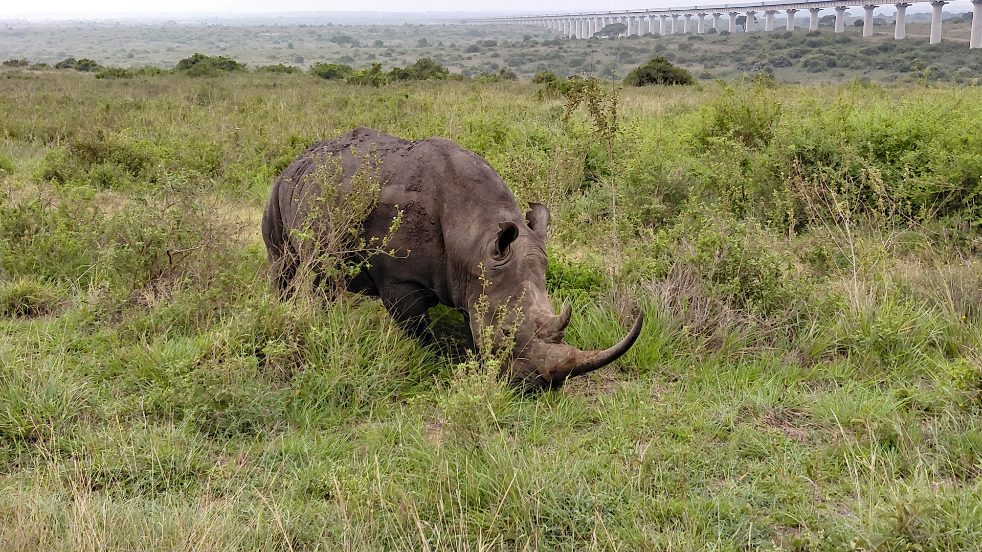 Nashorn im Nairobi National Park