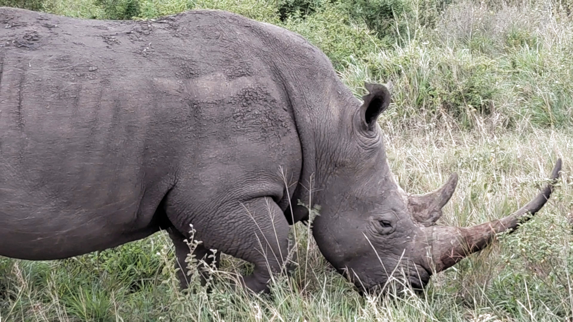Nashorn-Rhino