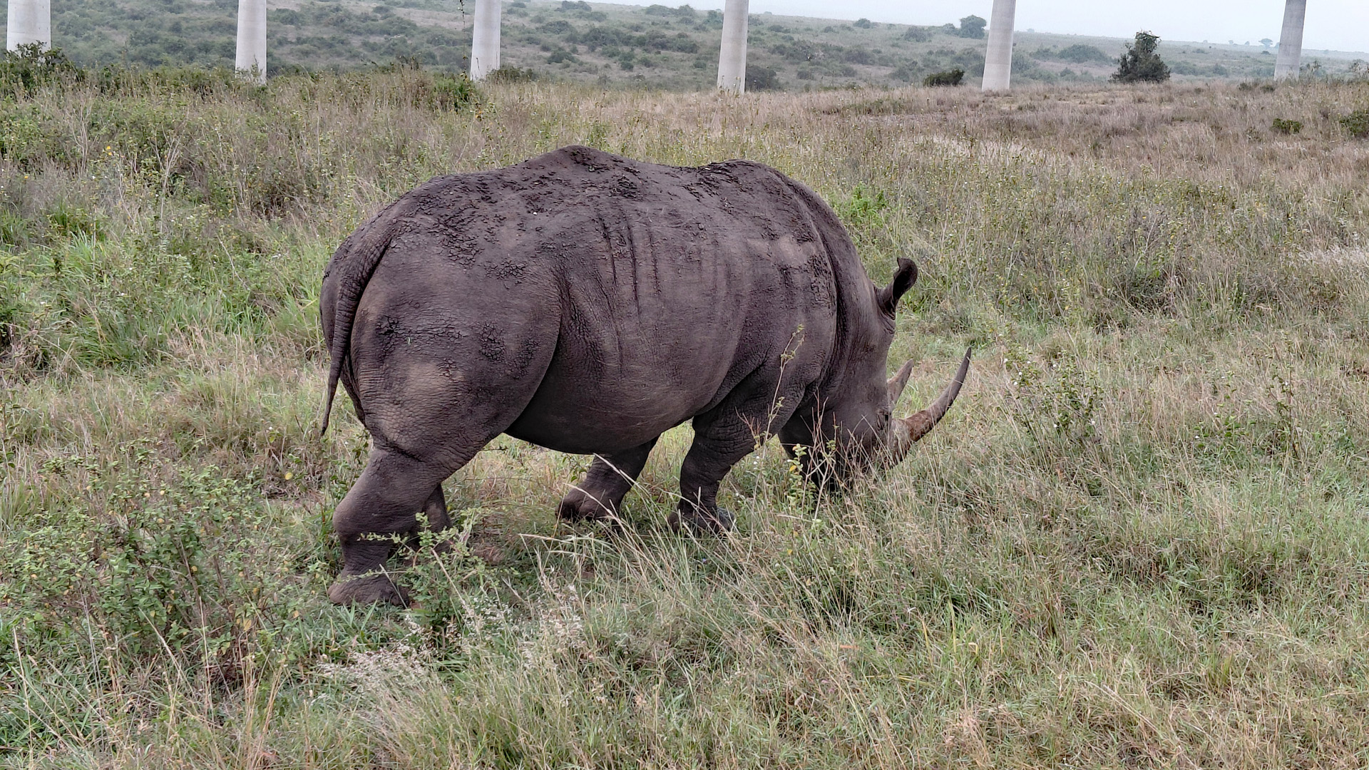 Seitliche Sicht auf ein Rhino/Nashorn