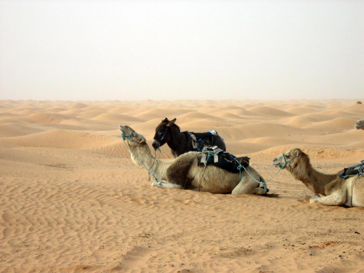 Sahara - Kamele - Esel