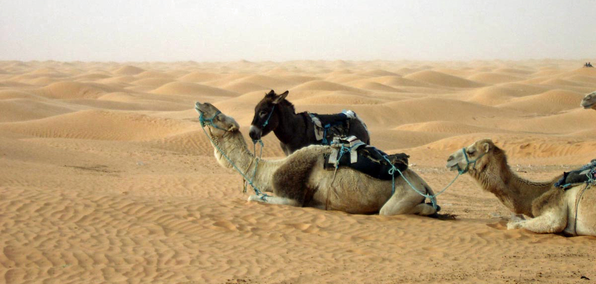 Zwei Kamele und ein Esel in der Sahara.