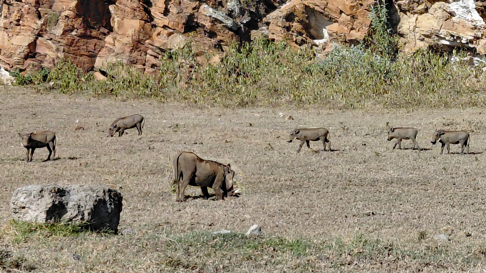 Pumbas/Warzenschweine im Hell's Gate National Park