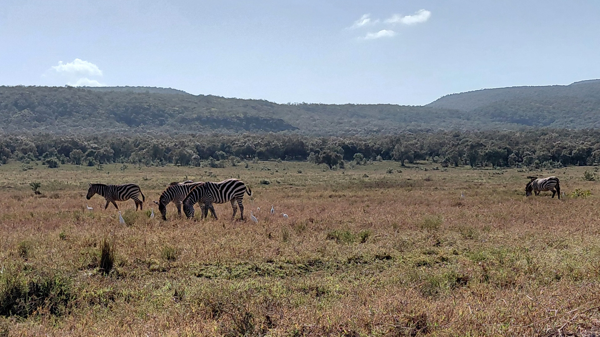 Zebras im Hell's Gate National Park