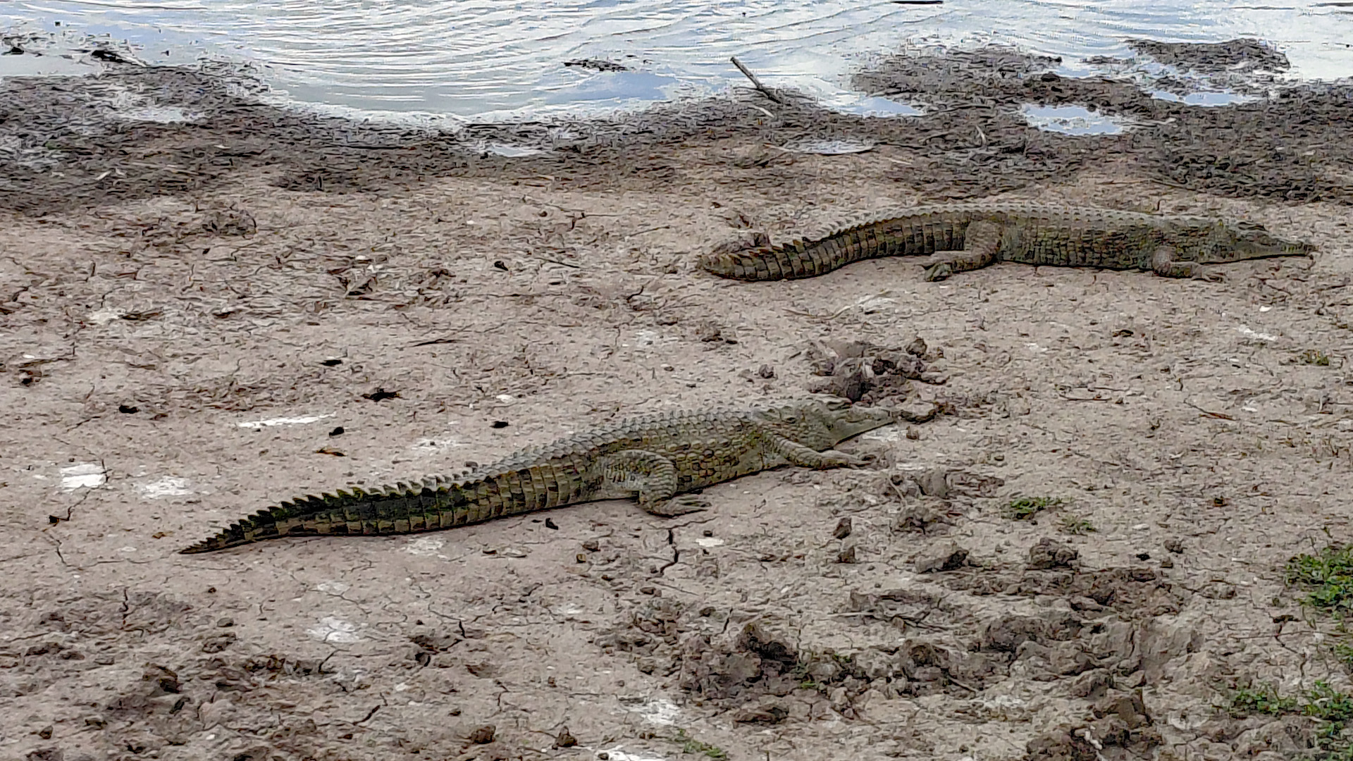 Zwei Krokodile am Ufer eines Sees im Nairobi National Park